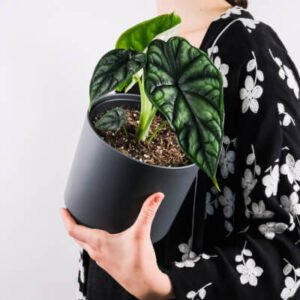 New Arrivals plants store gallery img 4
